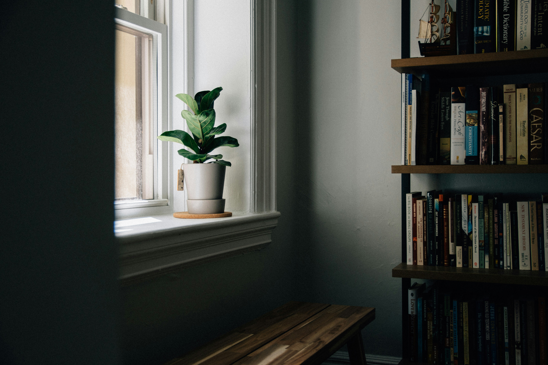 Ficus-Pflanze in einem Topf im Innenbereich