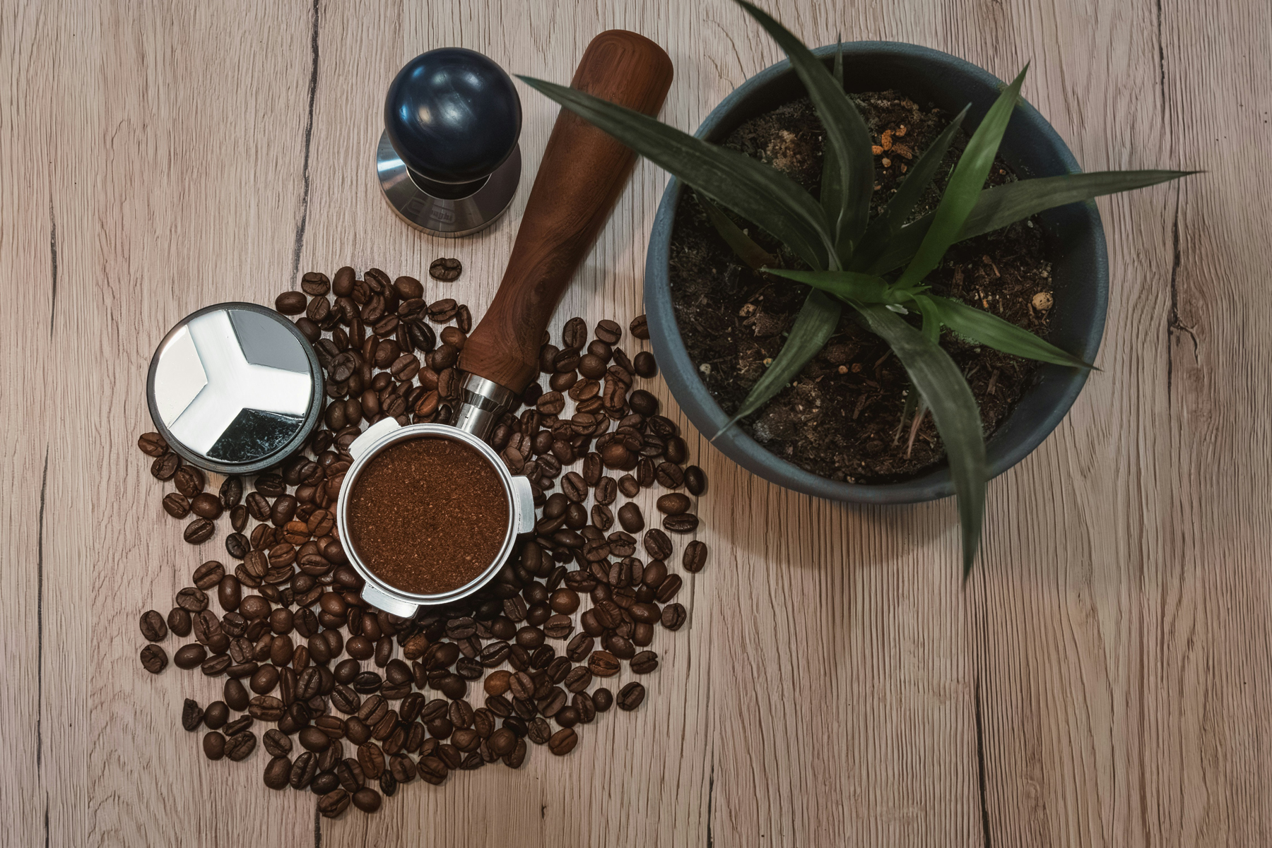Kaffeesatz neben einer Zimmerpflanze