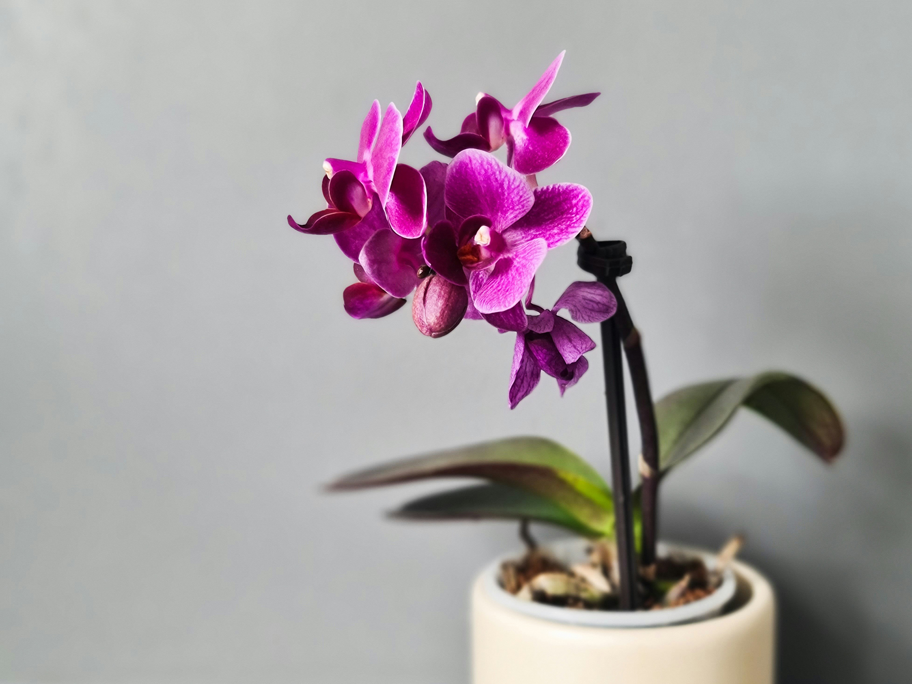Orchidee in einem Topf auf der Fensterbank