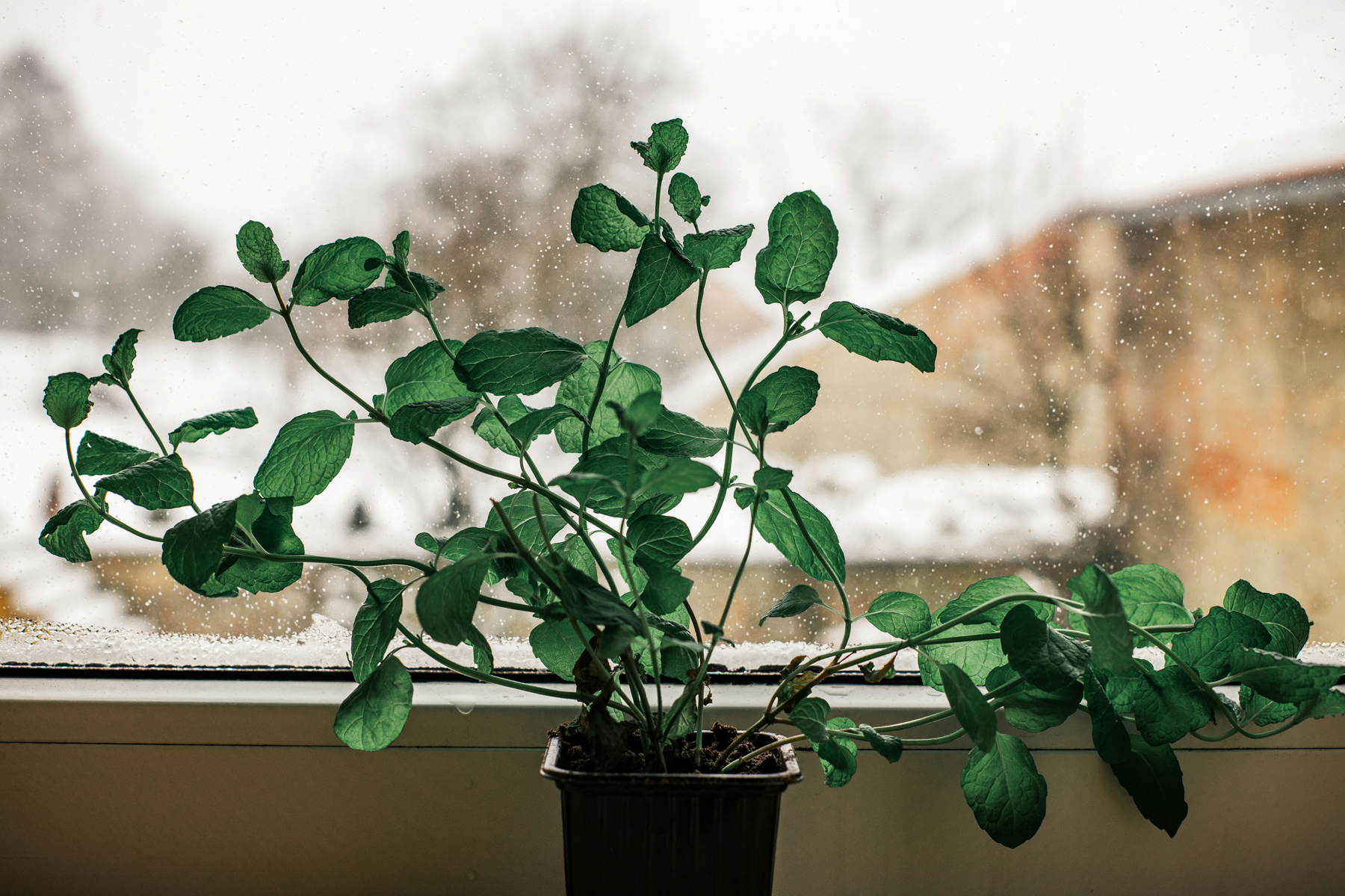 Zimmerpflanze am Fenster im Tageslicht